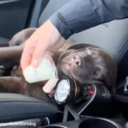 Maine Police Puppy Experiences Pup Cup Treat For First Time In Viral Video