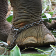 Mali, Known as World’s Saddest Elephant, Dies After 45 Years in Manila Zoo