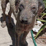 Malnourished Dog Suffering From Several Health Issues Found At Gas Station Needs Your Help