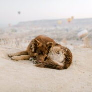 Mongolia Ends Cruelty to Street Animals with Groundbreaking Pet Law