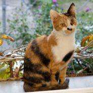 Mother, Daughter, and Clever Calico Work Together to Get Dad to Adopt Her