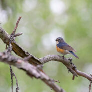 New Jersey Witnesses Unprecedented Arrival of Red-Flanked Bluetail