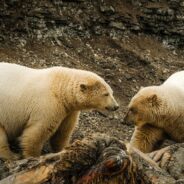 New Tracking Method Uses Animal Footprints to Unlock DNA Secrets