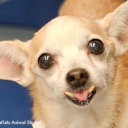 NY Shelter Dog With “Colossal Toofers” And Adorable Smile Needs A Home