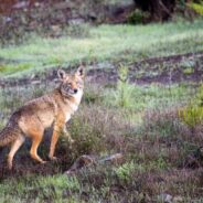 Online Sleuths Unravel Mystery of Oddly Appearing Animal in Northern Colorado