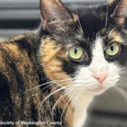 Opinionated Shelter Cat In Maryland Is Looking For “Brave” Person To Adopt Her