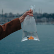 Pet Goldfish Turn Ecological Predators in Precious Freshwater Great Lakes