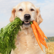 Produce Power: Boost Your Dog’s Well-Being with Fruit and Vegetables