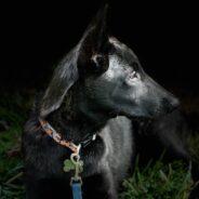 Puppy Rescued From Behind Dumpster Had Parvo and a Broken Tail, Now He’s Grown and Healthy