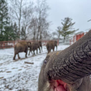 Rare Twin Elephant Captivates Internet with His Viral Selfie Skills