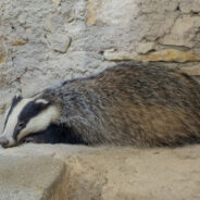 Rare White Badger Captured in Stunning Photo at Point Reyes National Seashore