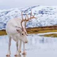 Reindeer’s ‘Extraordinary Visual System’ Includes Seasonal Eye Color Change, Ability to See UV Light