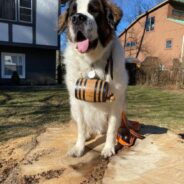 Saint Bernard That Was Paralyzed When Rescued is Now Running with His Family