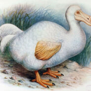 Scientists Embark on Bold Journey to Revive Extinct Dodo Bird in Mauritius