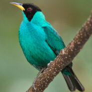 Scientists Marvel at Half-Male, Half-Female Bird Found in Colombia