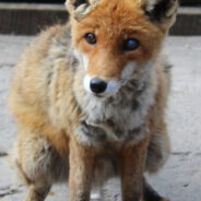 Severely Injured Fox Survived Dog Attack But Needs Your Help To Heal