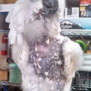 Shy Cockatoo Rescued From Puppy Mill Transforms, Becoming ‘Star of the Show’