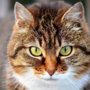 Stray Cat Pops Up in Neighbor’s Bush, Decides to Stroll Right Into Her Home Past Her Dog