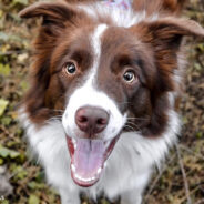 Study Finds Humans Can Read Dog Facial Expressions