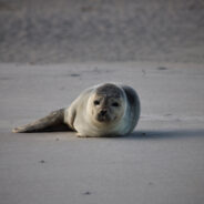 Surprise Culprit Behind Seal Pup Deaths Revealed by Ph.D. Student’s Video