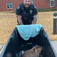 Tennessee Police Officer Wrangles Beaver Running Inside St. Francis Hospital