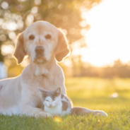 The Art of Caring for Senior Pets