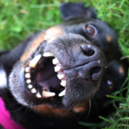 The Link Between Doggie Dental Health and Overall Well-Being