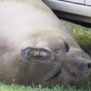 The Perfect Excuse to Miss Work: 1300-Lb Elephant Seal Blocks Woman’s Car