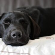 They Get Along Well with Cats, and Other Fun Facts About Labrador Retrievers