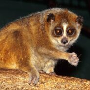 They Pack a Venomous Bite, and Other Interesting Facts About the Pygmy Slow Loris