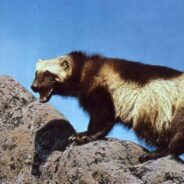 U.S. Fish and Wildlife Service Lists Wolverines as Threatened Under Endangered Species Act