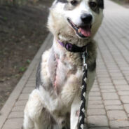 Ukrainian Dog Injured By Missile Strike Needs Your Support To Walk Again