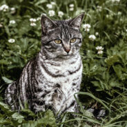 Understand the Risks and Rewards of Letting Cats Roam Free