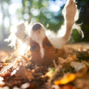 Understanding Fall Allergies in Dogs