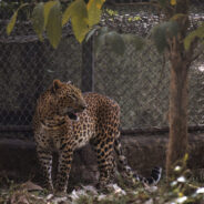 Virginia Zoo Faces Animal Cruelty Probe as Over 100 Animals Rescued