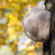 Why Mushrooms Are So Good for Your Dog’s Gut Microbiome