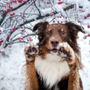 Why Pet-Friendly Ice Melts Aren’t Always Pet-Safe