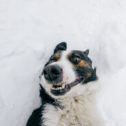 Why Winter Hydration Is Important for Dogs