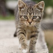 Woman Takes Different Path Than Usual on Regular Walk, Finds Kitten in Need