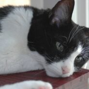 Would-Be Adopter Can’t Stop Thinking About Hissing, ‘Standoffish’ Cat