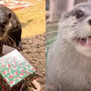 Zoo in Australia Shares Cute Footage of Animals Unwrapping Christmas Treats