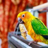 10 Things to Keep in Mind Before Adopting a Bird