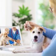 11 Times to Try Veterinary Telehealth