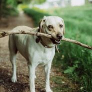 5 exceptional animal well-being professionals honored with Holiday Hero Awards, thanks to Maddie 