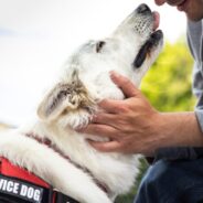 6 Ways Service Dogs Help People with Fibromyalgia