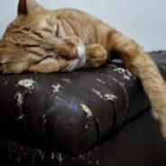 7 Tips to Stop Your Cat from Scratching Furniture