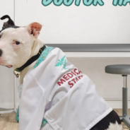 A Day in the Life of “Dr. Harley,” APA!’s Resident Therapy Dog