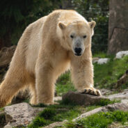 Alaskan Polar Bear’s Death Marks First Known Case of Avian Influenza in the Species