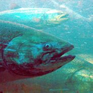 Alaska’s King Salmon Teeter on the Edge of Extinction — Could Endangered Status Help?