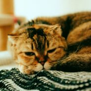 All About Scottish Folds and Their Adorably Unique Ears